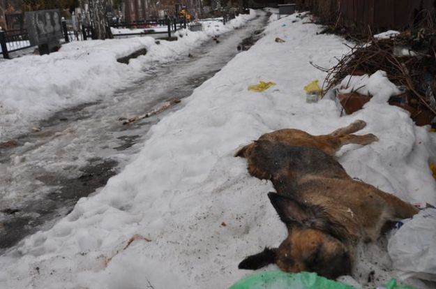 strage-cani-ucraina strage cani ucraina