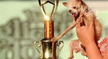 Il cane più brutto del mondo è morto in Belgio, Yoda aveva 15 anni