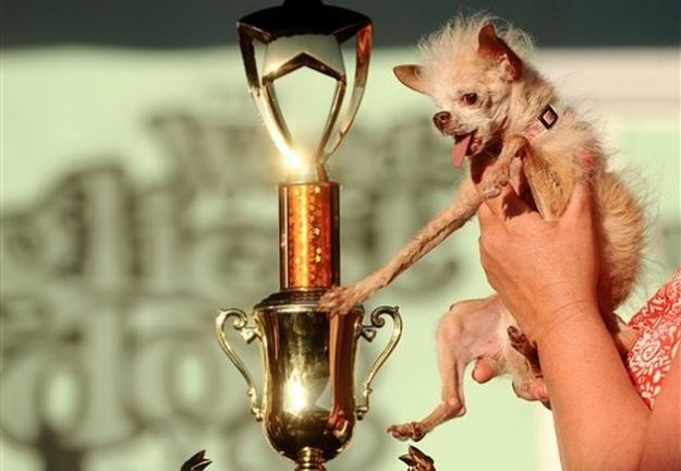 Ugly Dog Contest yoda cane brutto mondo