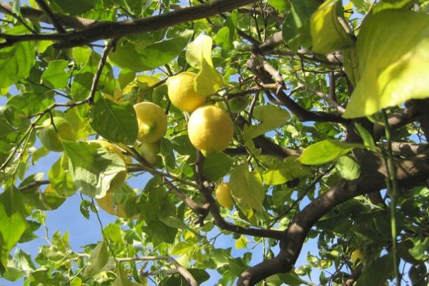 coltivare-limoni-casa-vaso coltivare limoni casa vaso