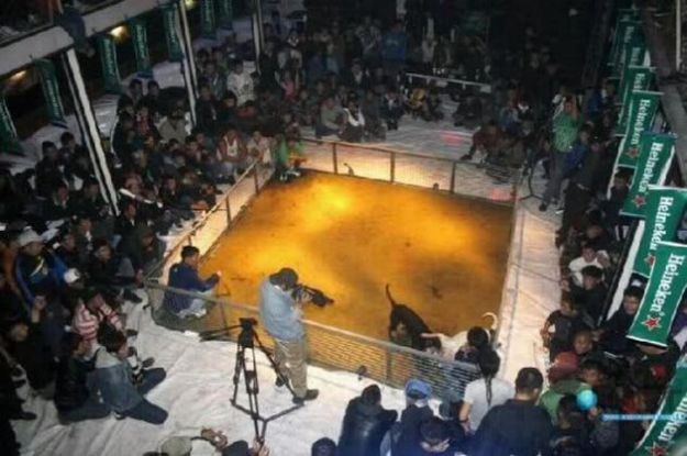 combattimenti-cani-heineken combattimenti cani heineken