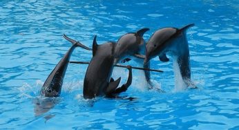 Animali marini: i delfini non sono affatto simpatici