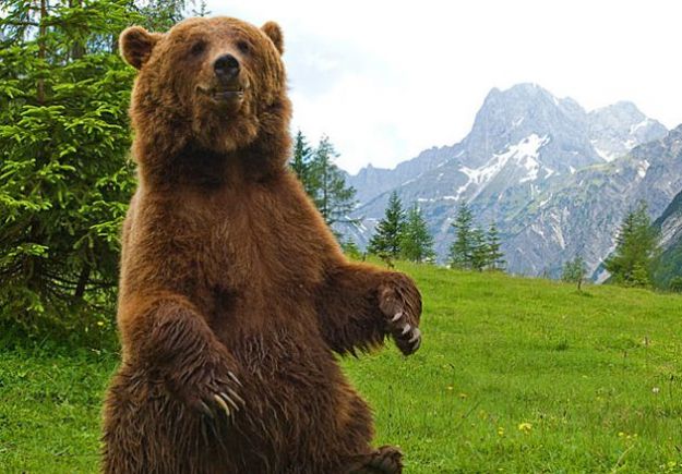 orso-bruno-fumetti-wwf orso bruno fumetti wwf