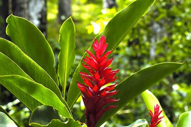 parassiti-piante-rimedi-naturali parassiti piante rimedi naturali