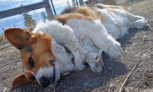 animali_domestici_legambiente_dossier