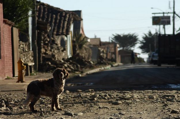 animali_domestici_terremoto_emilia_romagna