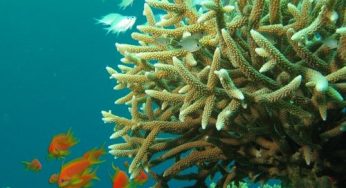 Biodiversità in crollo, così stiamo uccidendo il nostro pianeta