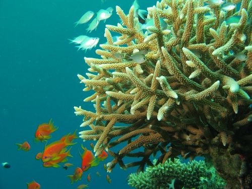 biodiversita_specie_animali_piante biodiversita_specie_animali_piante