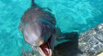 Storie di animali: la tristezza dei delfini che vivono in gabbia