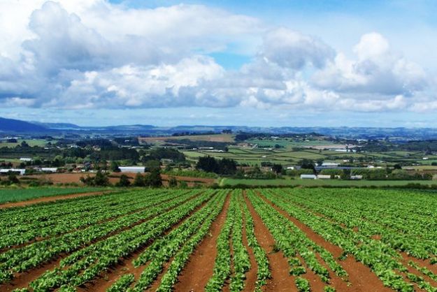 disoccupazione agricoltura italia giovani