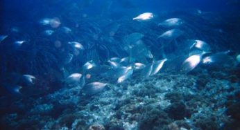Inquinamento del mare, il dossier Mare Monstrum 2012 di Legambiente