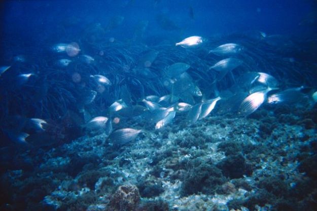 inquinamento mare rifiuti plastica vento