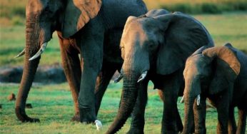 Strage di elefanti in Congo, 22 animali uccisi a fucilate
