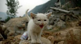 Terremoti, gli animali li avvertono in anticipo?