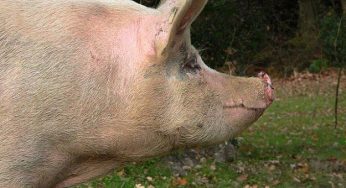 Animali da macello: la campagna 8hours cerca di dare loro maggiore dignità