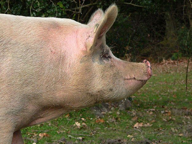 animali_macello_petizione_maiale animali_macello_petizione_maiale