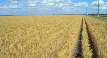 Cucina naturale: alla scoperta del germe di grano