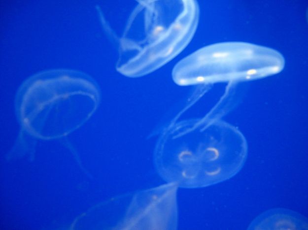 invasione_meduse_mare_mediterraneo invasione_meduse_mare_mediterraneo