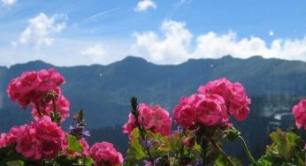 Punture di zanzara: i rimedi naturali