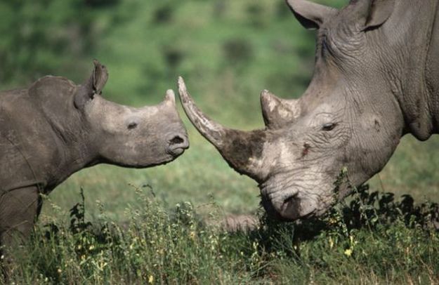 animali rischio estinzione rinoceronti