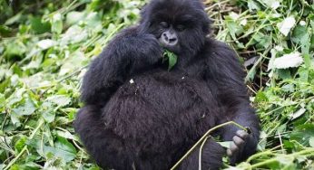 Bracconaggio gorilla del Ruanda: dopo i problemi ora stanno bene