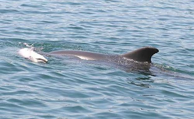 delfini mare cucciolo morto mamma