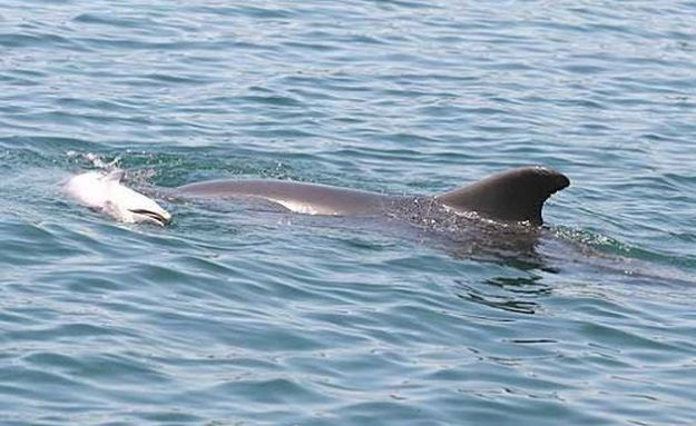 delfini-mare-cucciolo-morto-mamma delfini mare cucciolo morto mamma