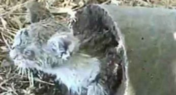 Gatto murato vivo, atto intimidatorio dei poligami negli USA