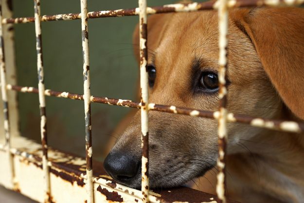 maltrattamento_animali_zoomafia maltrattamento_animali_zoomafia