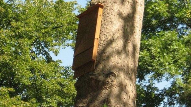 rimedi-naturali-zanzare-pipistrelli rimedi naturali zanzare pipistrelli