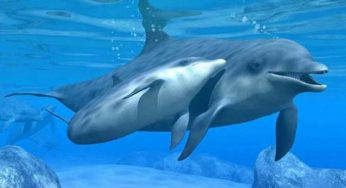 Delfini intelligenti, usano le spugne per cercare le prede