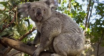 Animali che fanno cose strane: il koala che nuota nel fiume [VIDEO]