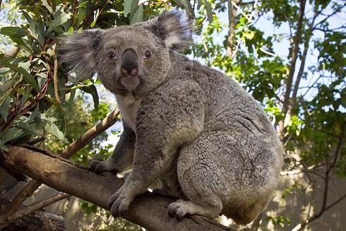 koala koala