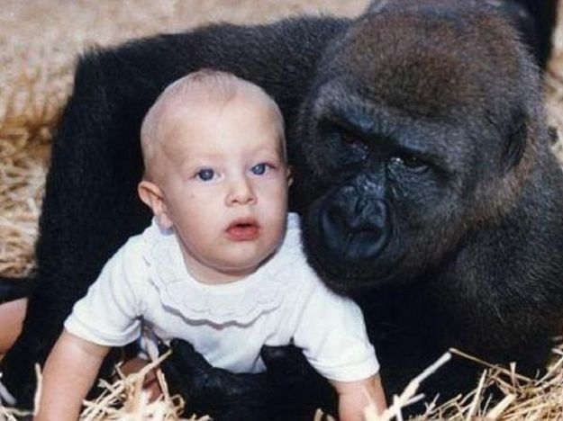 bambina gioca con i gorilla bambina gioca con i gorilla