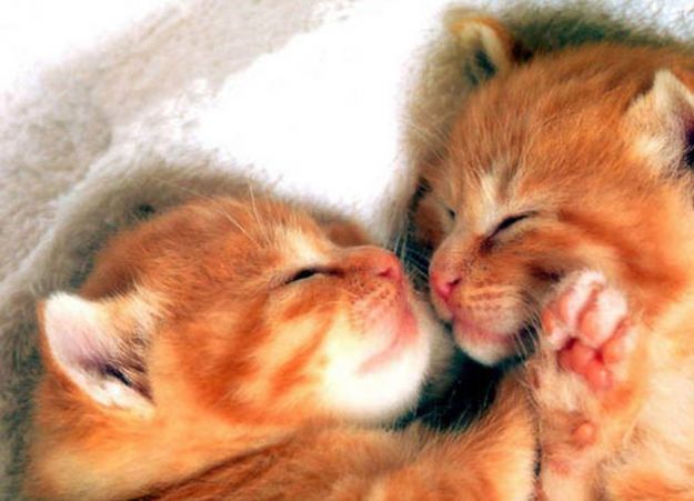 maltrattamento animali gatti denuncia