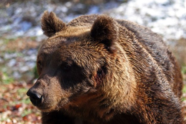 parco-abruzzo-orso-marsicano parco abruzzo orso marsicano