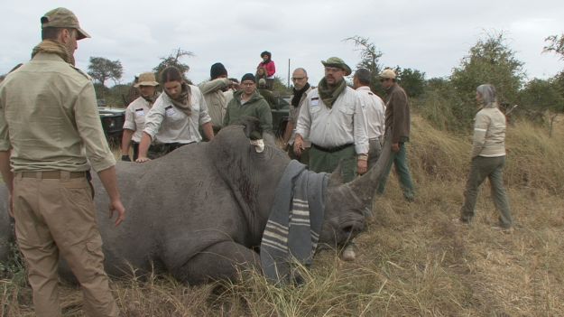 world-rhino-day world rhino day