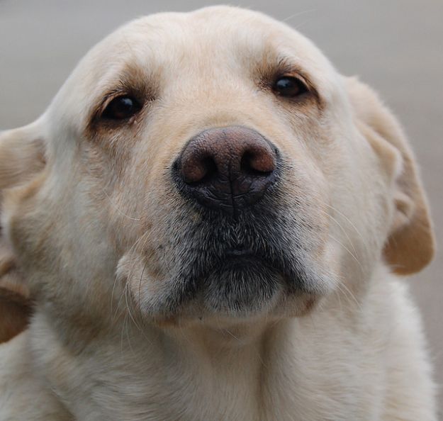 cane lasciato senza cibo cane lasciato senza cibo