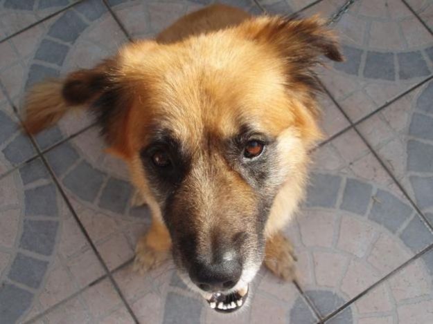 cani-salvano-padroni-salerno cani salvano padroni salerno