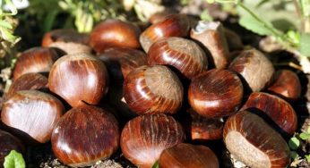 Castagne: proprietà benefiche del frutto autunnale
