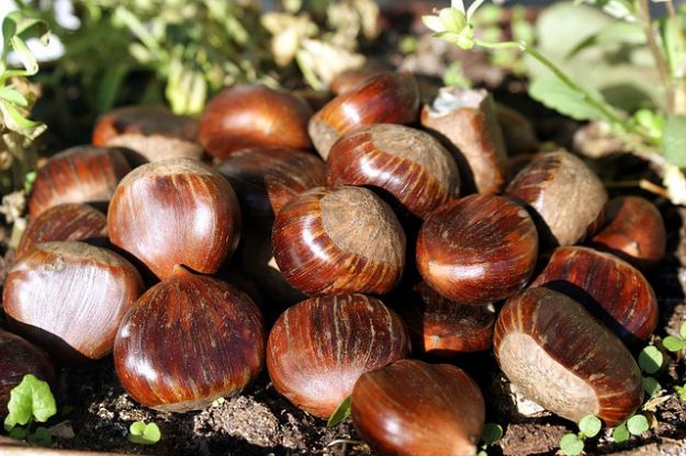 castagne-frutto-autunnale castagne frutto autunnale