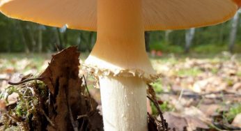 Funghi: 5 proprietà benefiche e caratteristiche