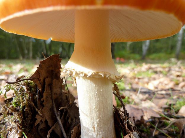 funghi proprieta benefiche