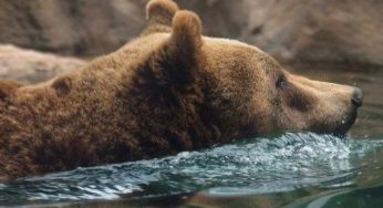 Animali in via d'estinzione: l'orso marsicano entra nella lista