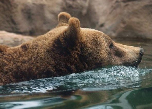 orso marsicano tutela europa orso marsicano tutela europa