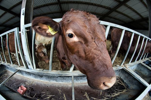 industria della carne frodi alimentari