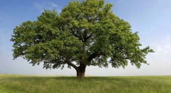 Bare ecologiche e urne bio: per diventare parte della natura dopo la morte