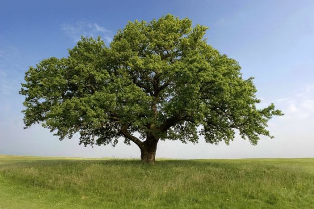 Summer Oak bare ecologiche urne bio natura