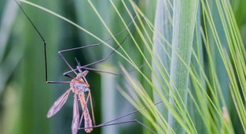 Rimedi naturali contro le zanzare: tutto quello che dovete sapere