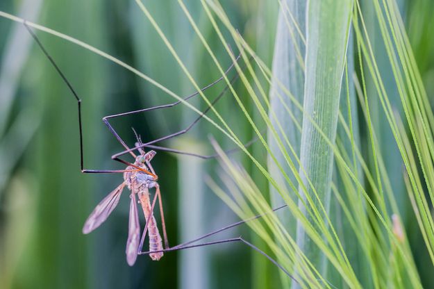 rimedi-naturali-contro-le-zanzare rimedi naturali contro le zanzare